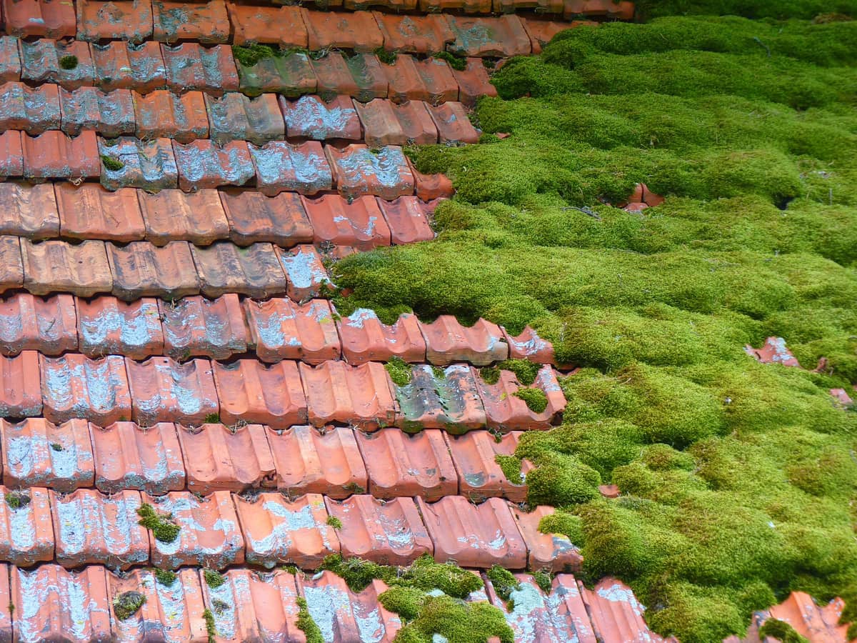 Moss covered clay tile roof