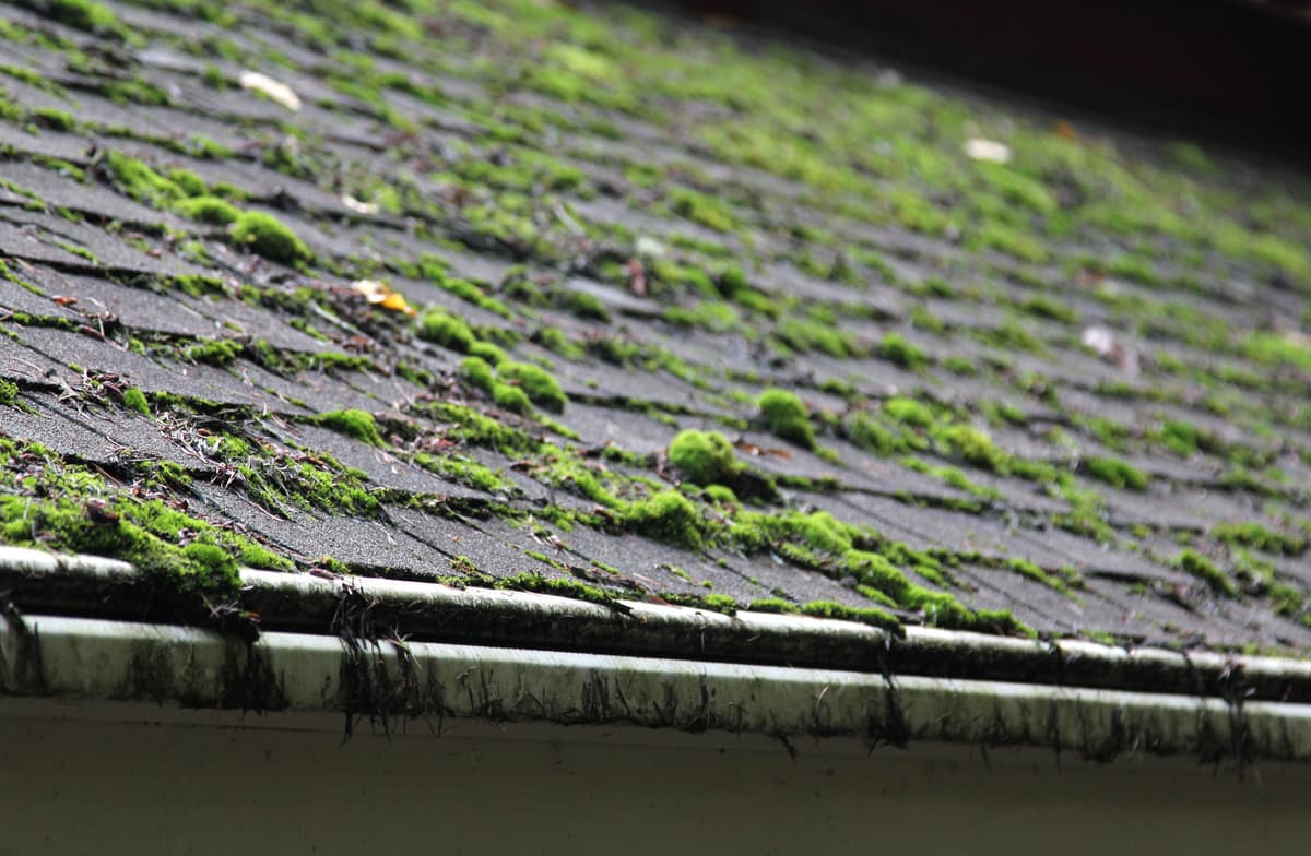 Moss in roof guttering