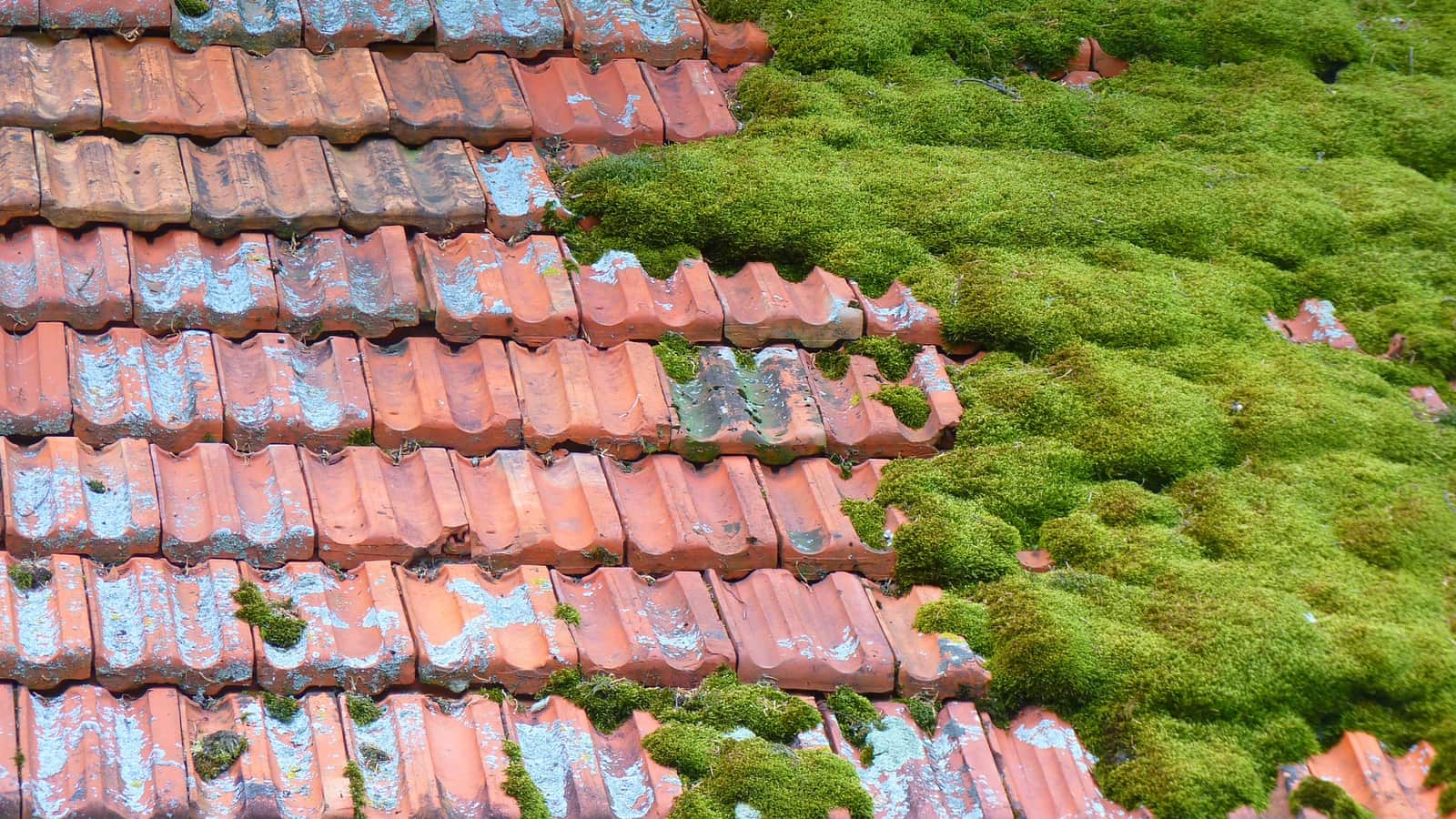Moss covering half of a clay tile roof